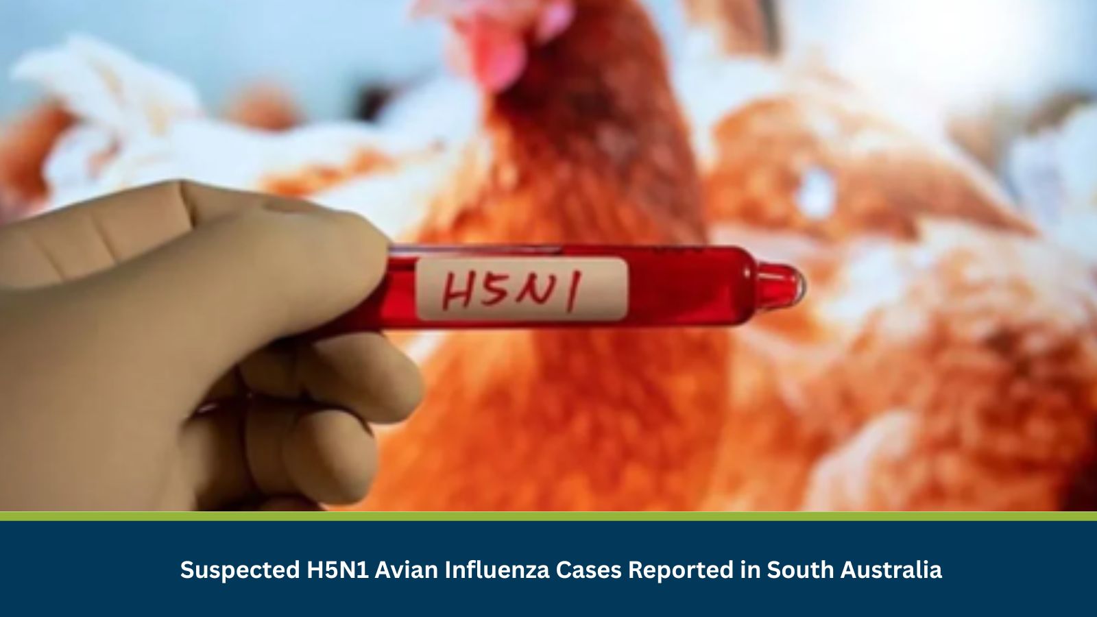 Suspected H5N1 Avian Influenza Cases Reported in South Australia
